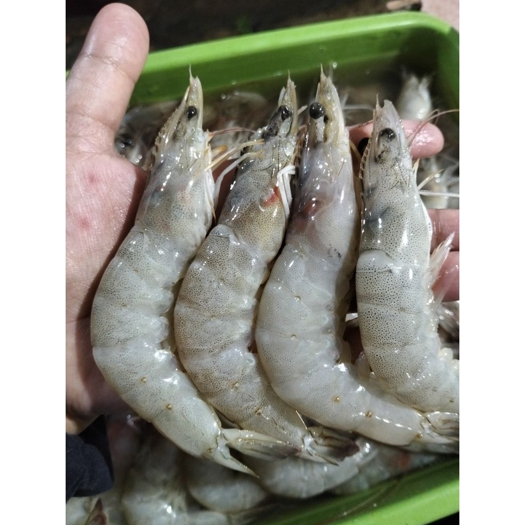 Udang Besar Size 30 -+ / Udang Segar 1000-+ / Ikan Segar