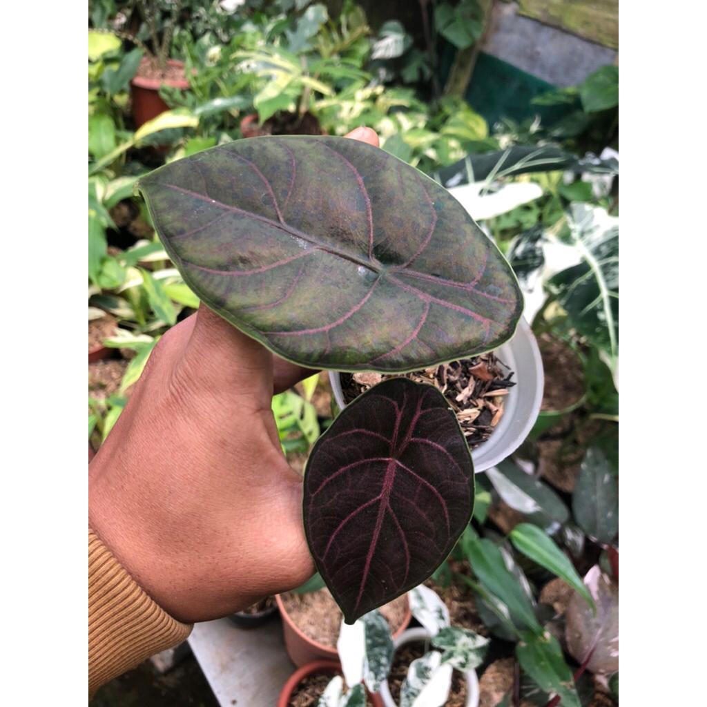Tanaman hias alocasia azlanii