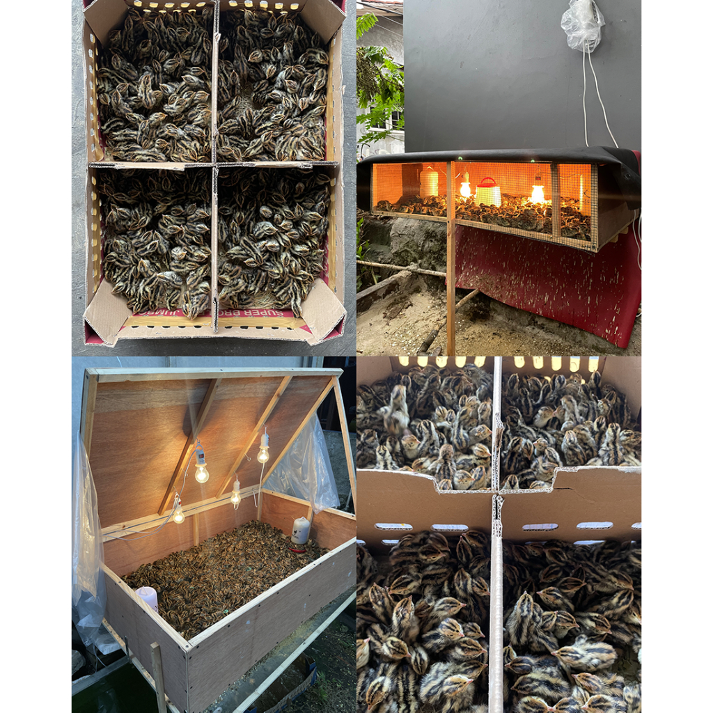 DOQ PUYUH HIDUP 1 BOX 400 EKOR