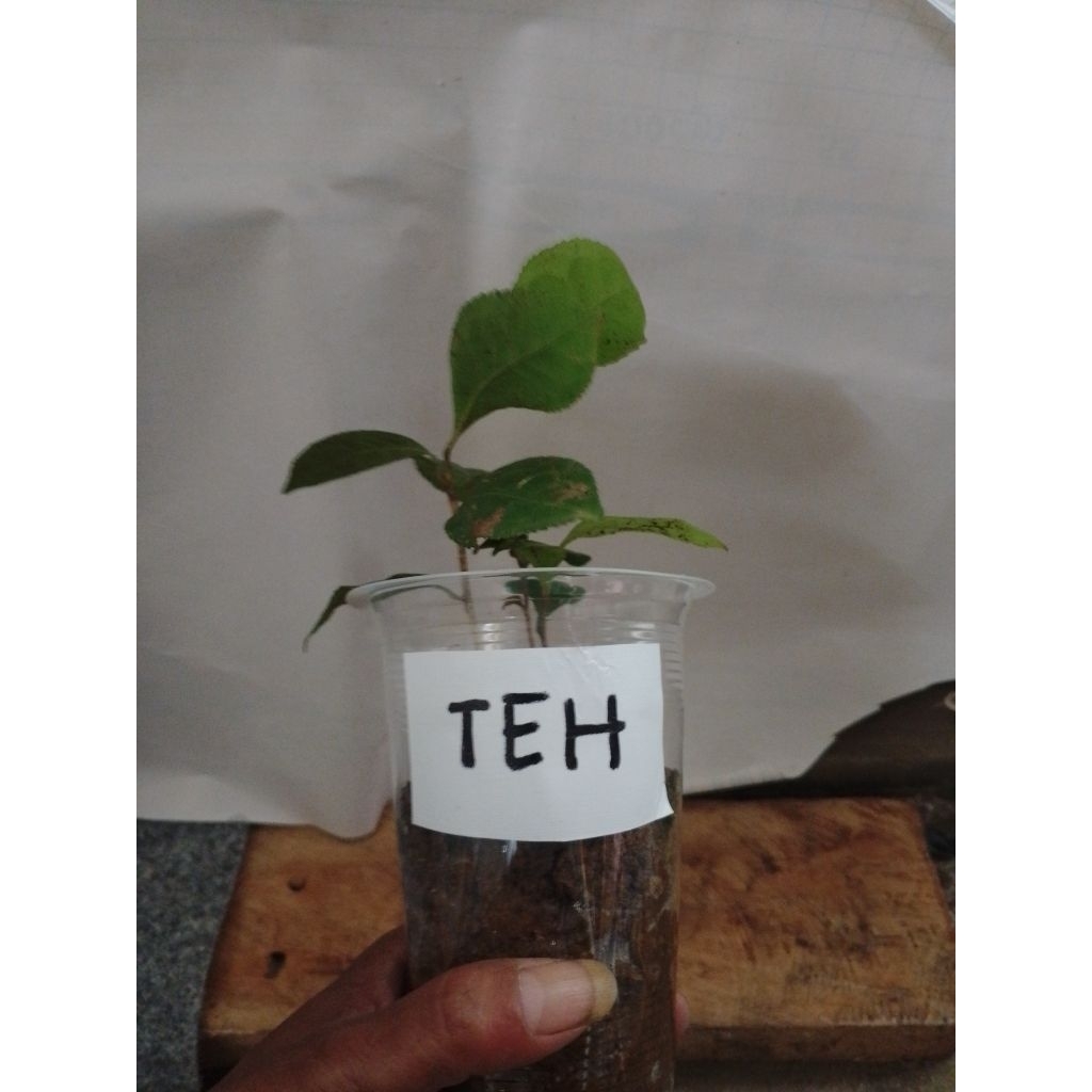 bibit teh Hijau ia tanam