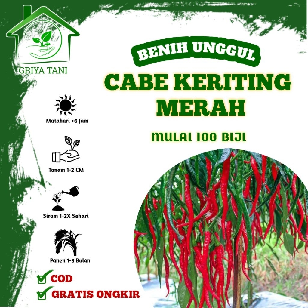 Benih Cabai Keriting Merah Unggul - Bibit Super Lebat & Tahan Virus Gemini