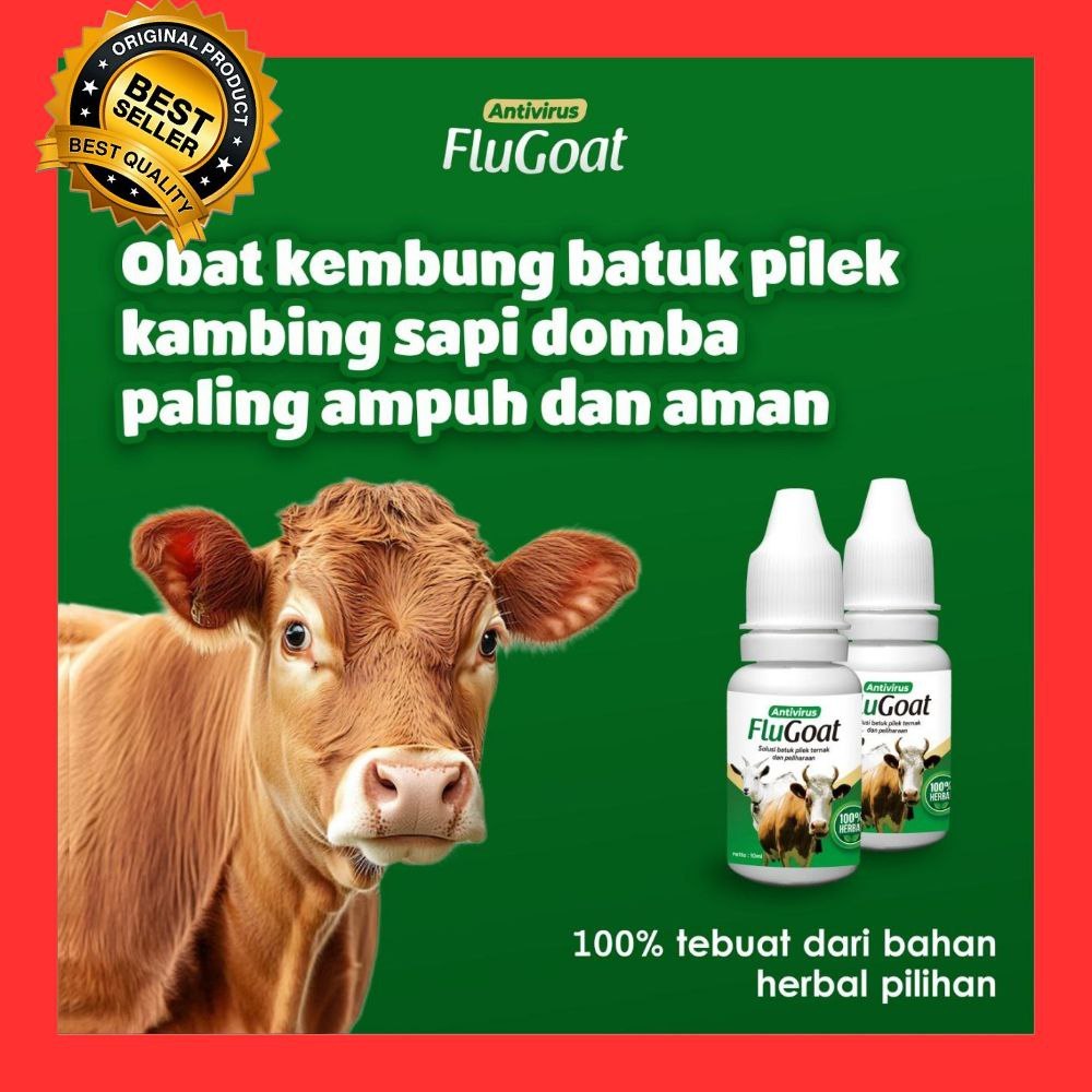 BERKUALITAS  Obat Kambing Flu Batuk, Obat Kambing Flu Dan Batuk, Obat Kambing Flu Herbal