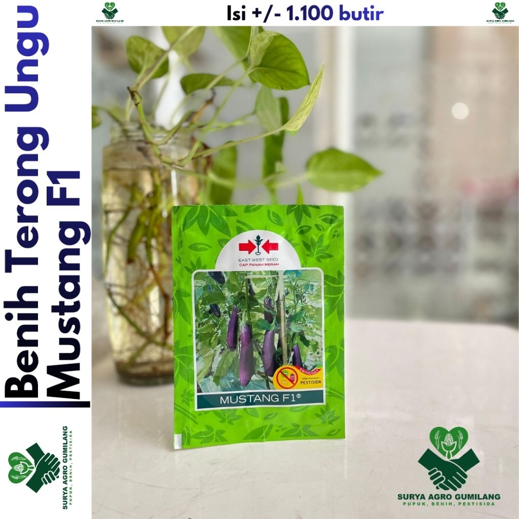 Benih Terong Ungu MUSTANG F1 | Terong Ungu Panah Merah | Bibit, Benih Terong