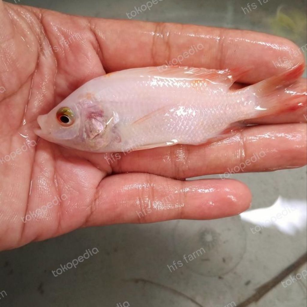ikan nila albino ukuran 2-3jari hiasan aquarium