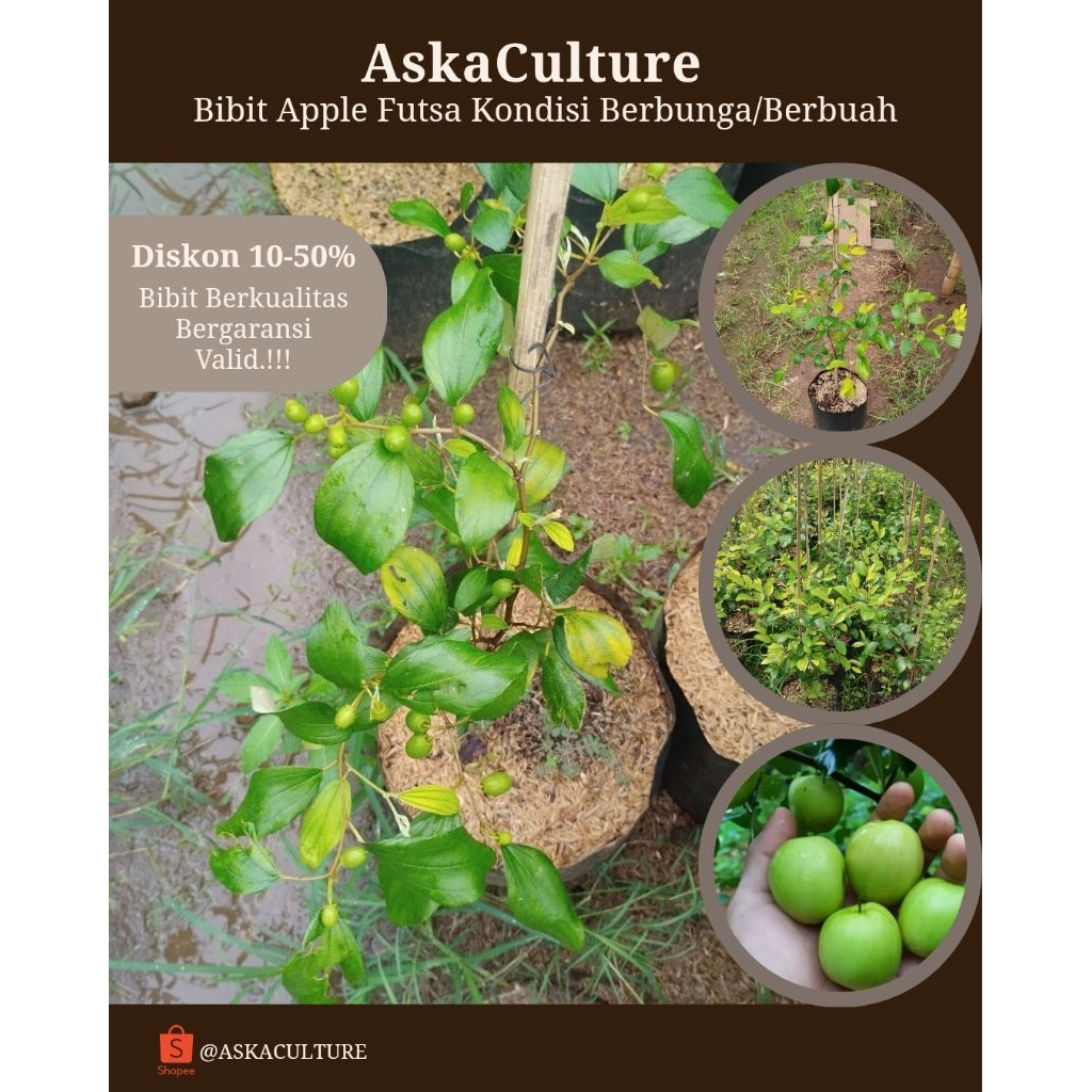 Bibit Apel Futsa India Asli Okulasi kondisi Berbunga / BERBUAH