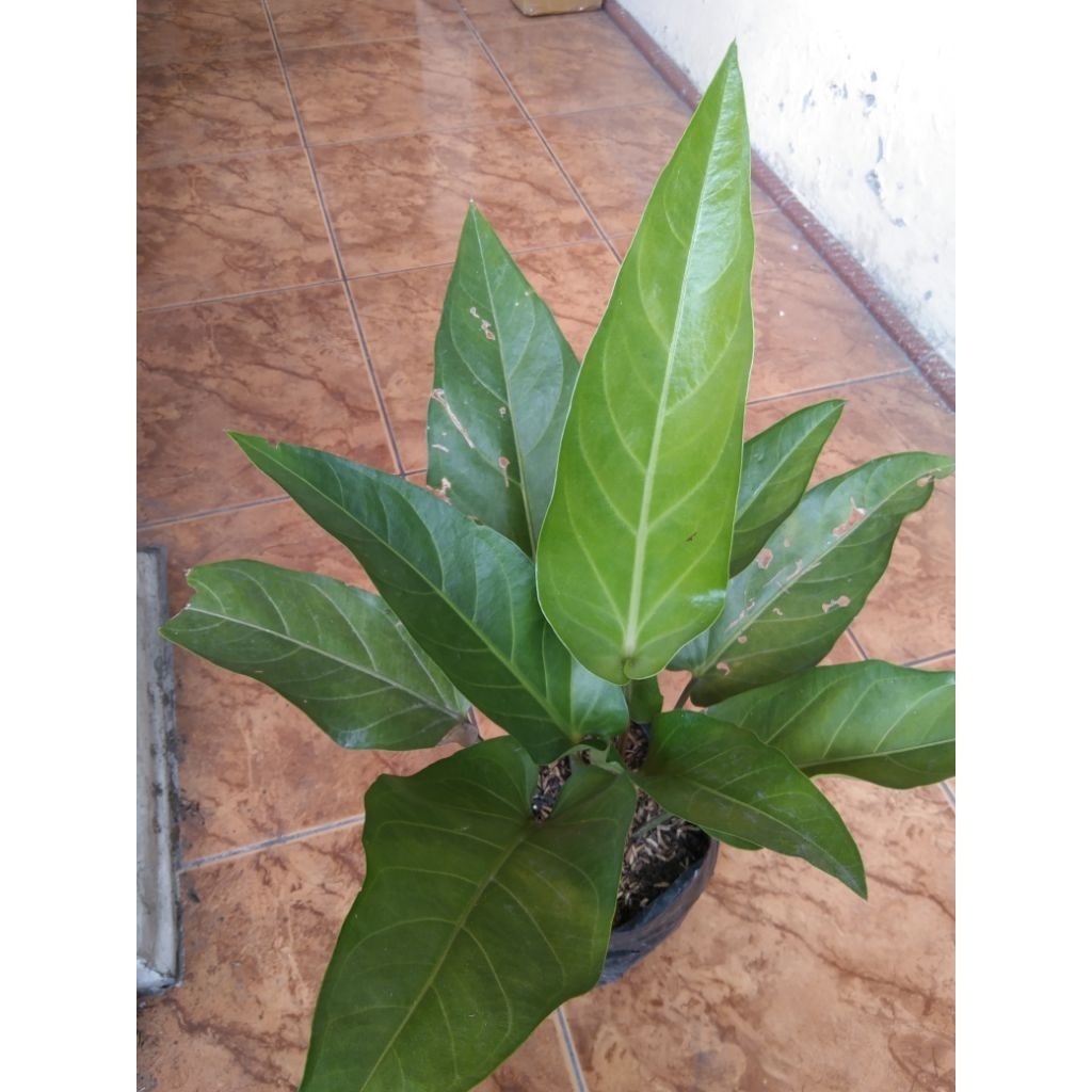 Anthurium Garuda hybrid