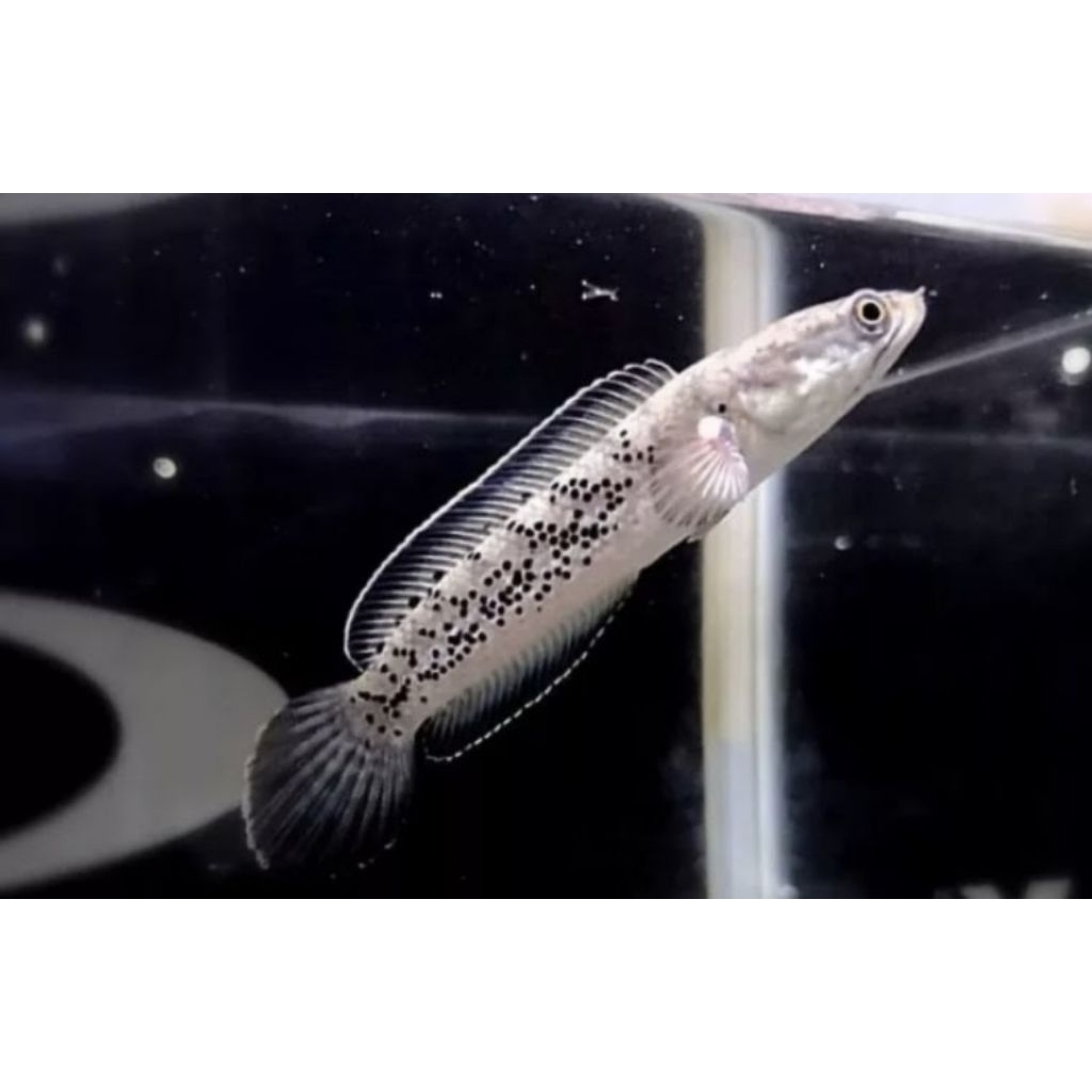 (PROMO) STEWARTI KARBI size 3-6cm isi 10 + bonus pelet