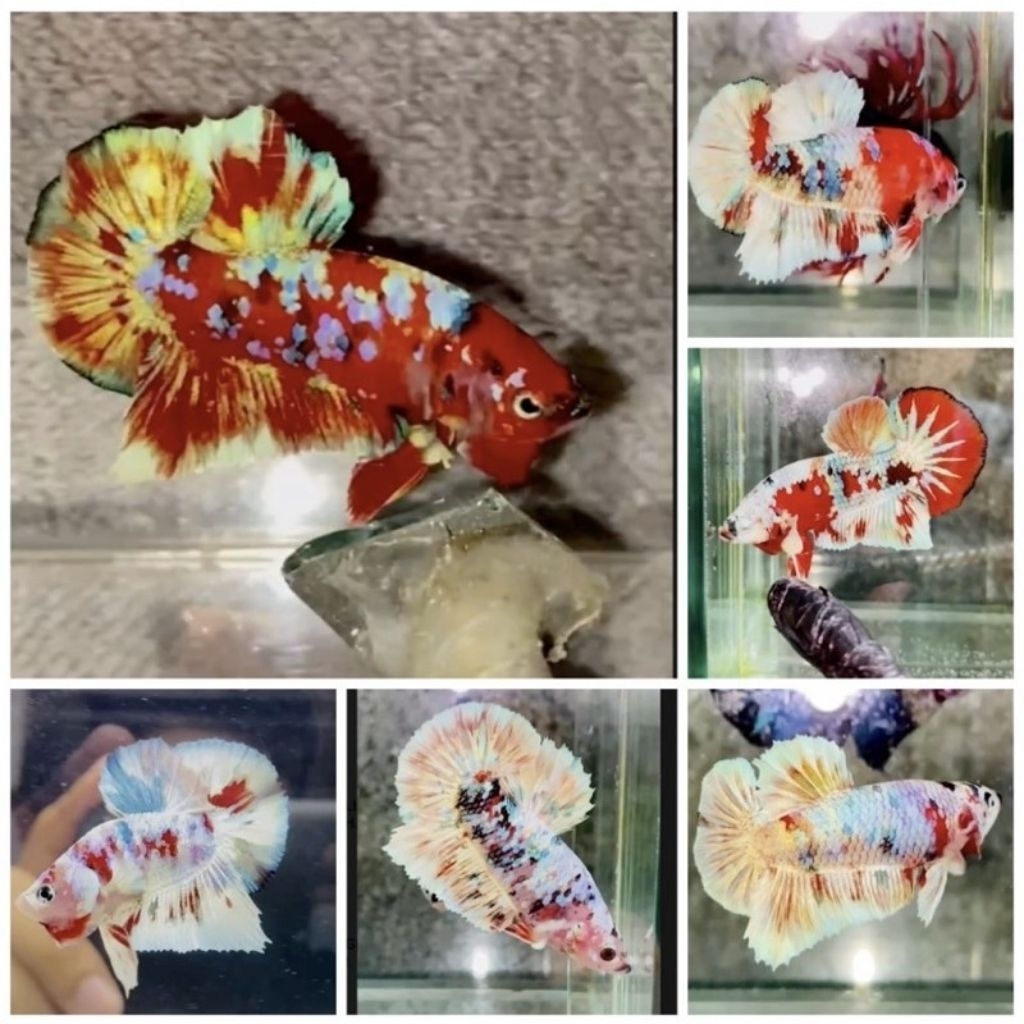 Cupang barongsai size M dewasa murah