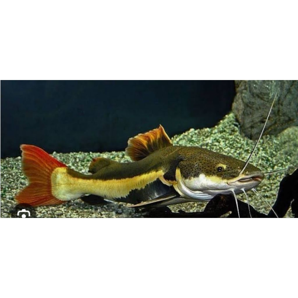 koleksi rtc 10-13cm bergaransi dan berkualitas