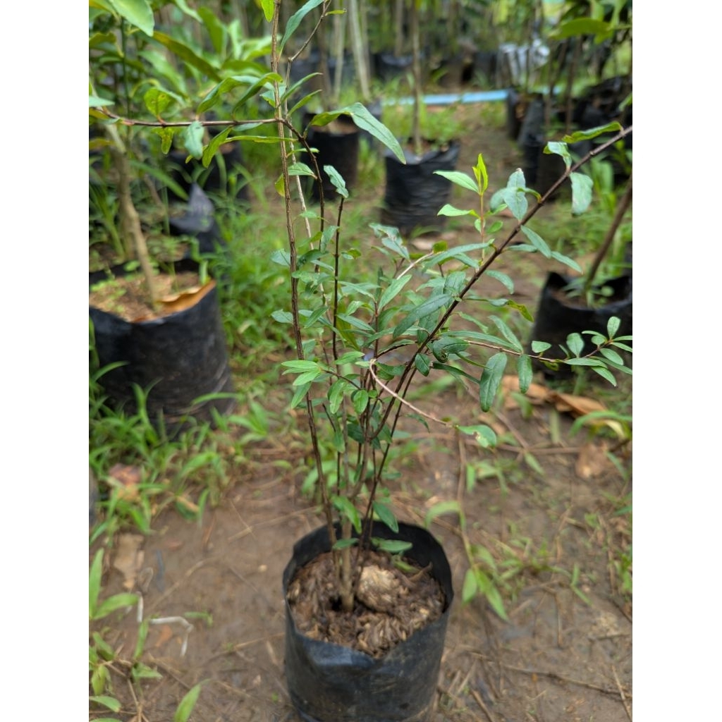 Bibit Delima Merah Jumbo