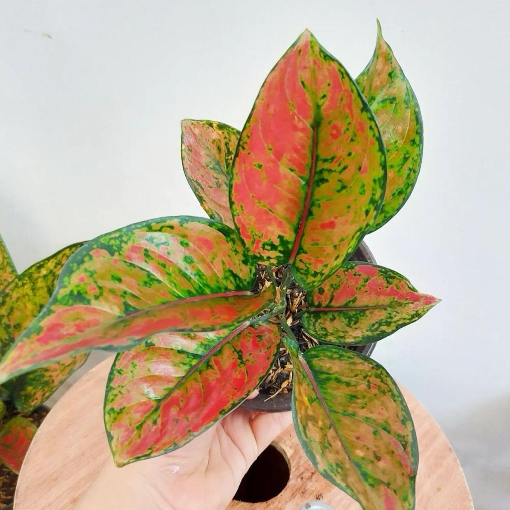 Aglonema heng heng | Tanaman aglonema heng heng | Aglaonema heng heng 2