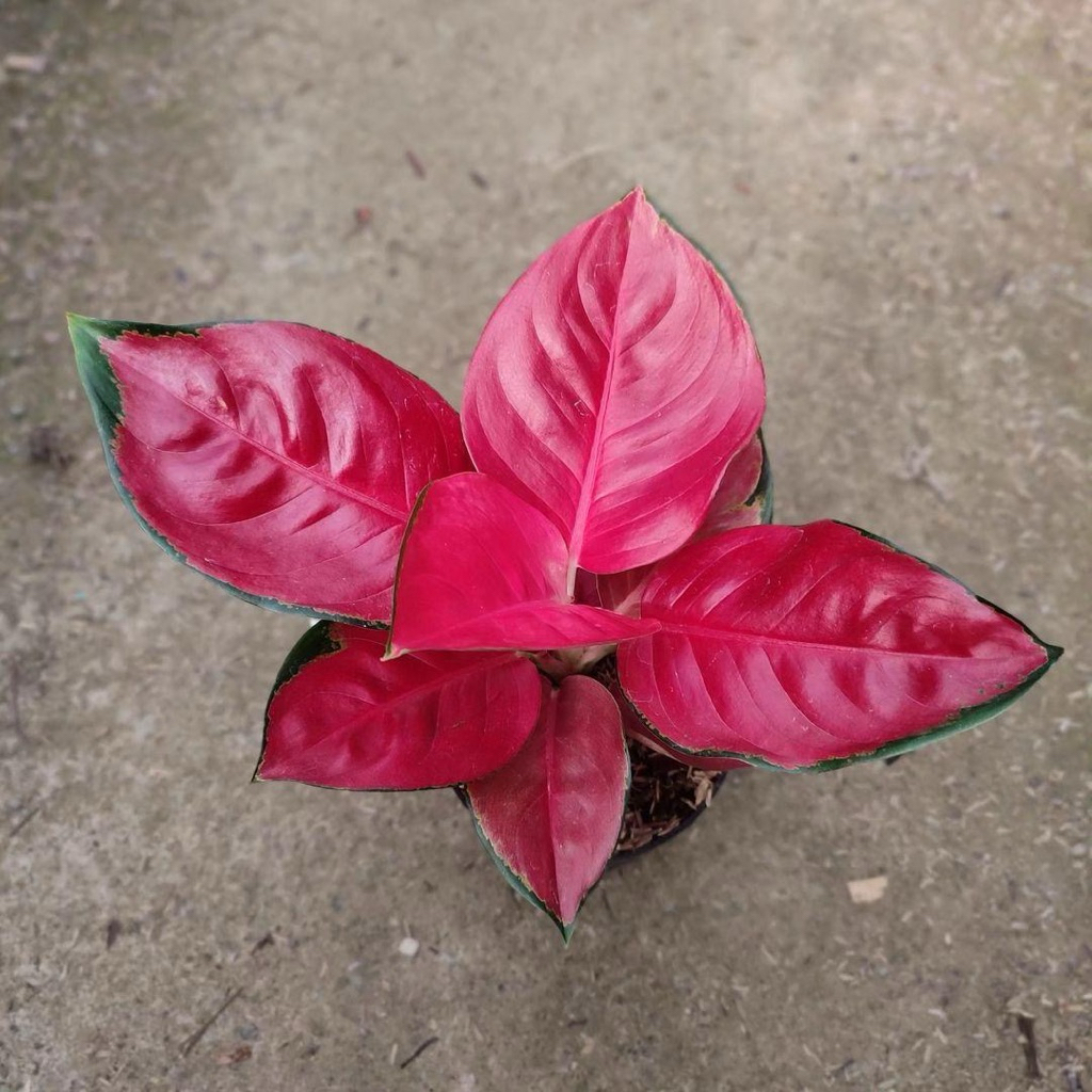 Aglonema suksom jaipong merah | Tanaman aglonema suksom jaipong super | Aglaonema suksom jaipong
