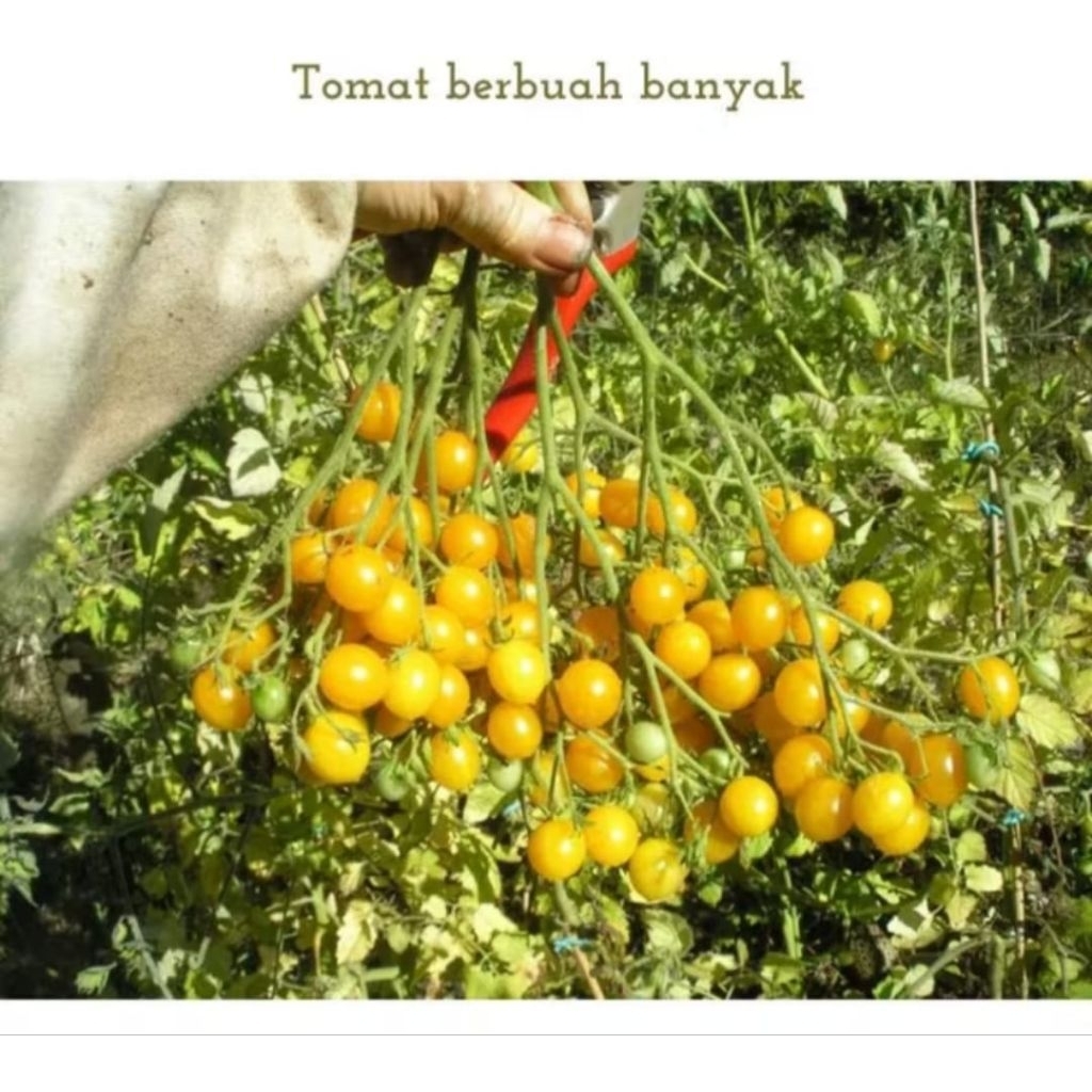 Biji benih tomat ildi berbuah lebat