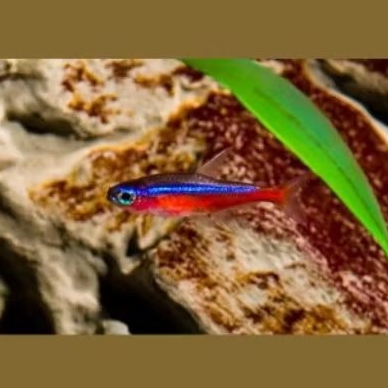 Ikan neon cardinal paket 100 ekor