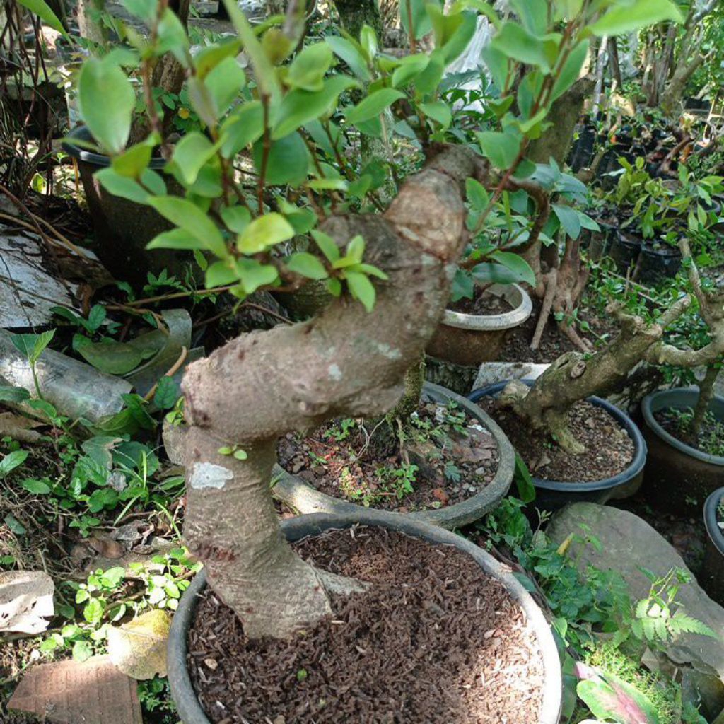 Bahan bonsai iprik pucuk merah, berkarakter