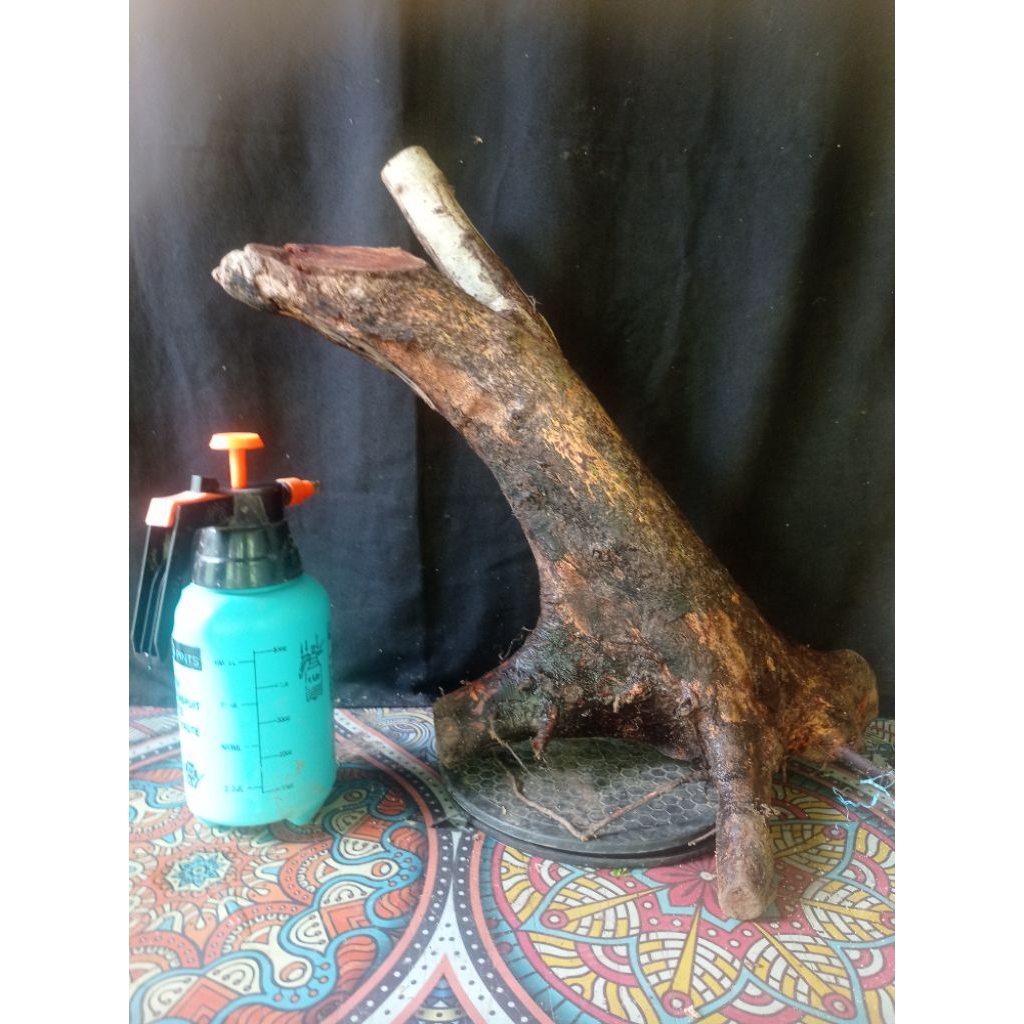 Bahan bonsai Rukem pucuk merah karakter mewahh