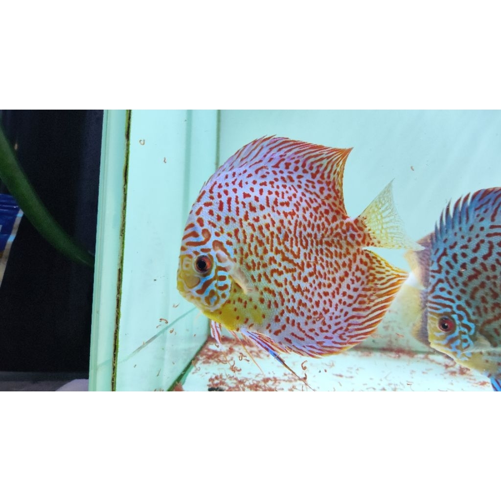 Ikan Hias Akuarium Discus Leopard Snake Skin 6in