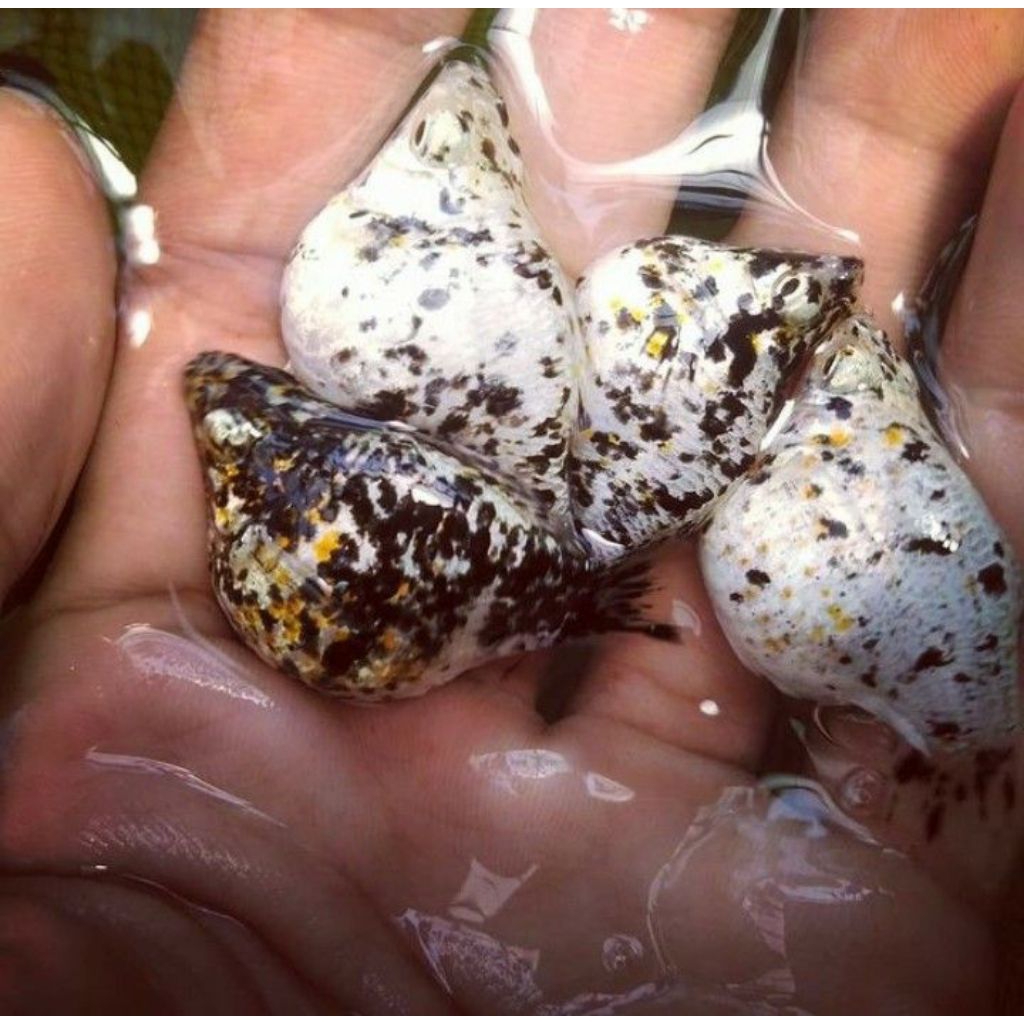 ikan molly marble indukan per ekor