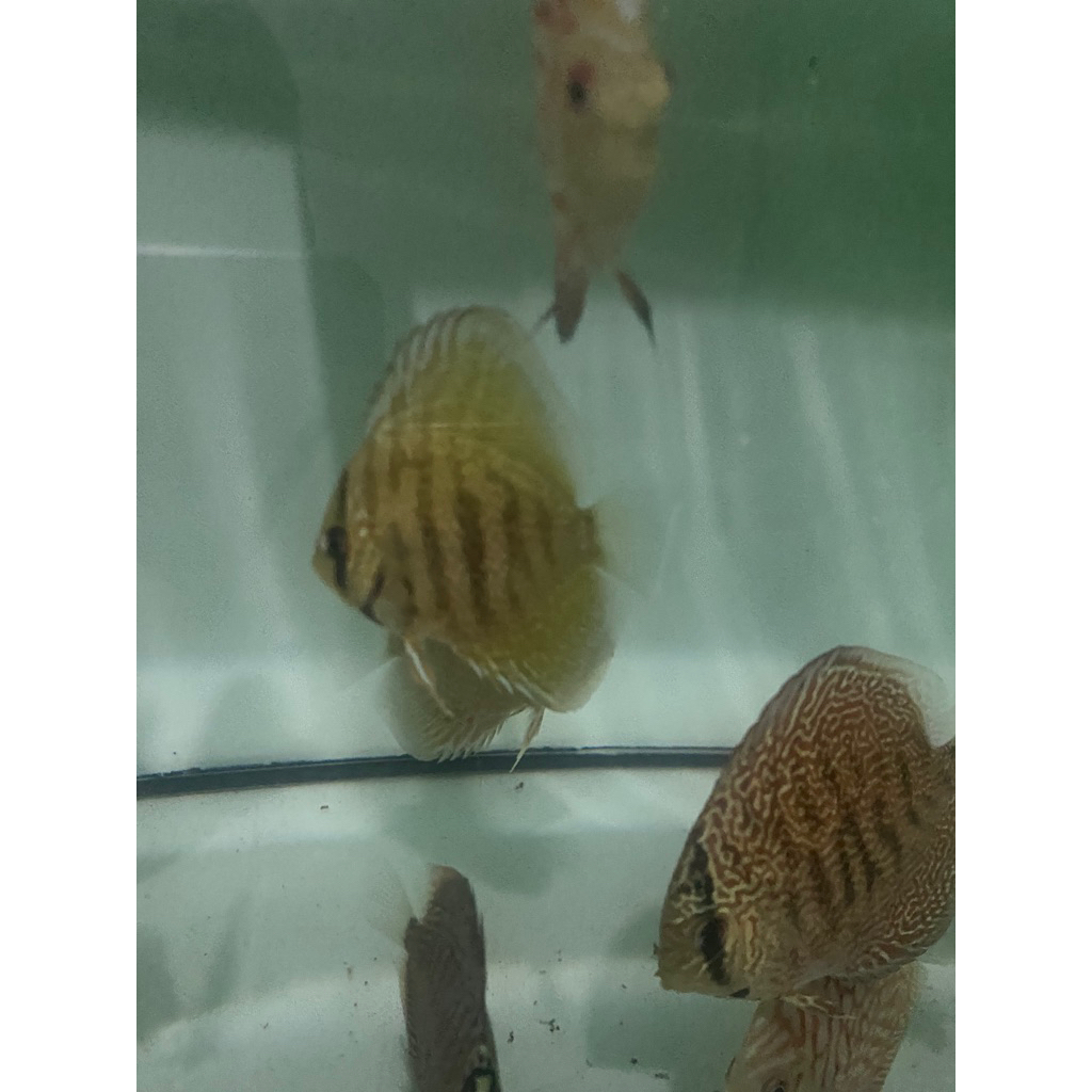 discus klasik blue cobalt 2 1/2 inch