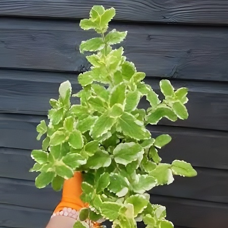 Tanaman Pineapple Mint Variegata