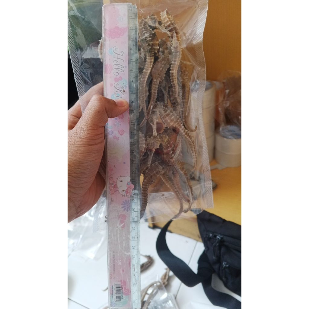 KUDA LAUT SUPER JOSS 50 GRAM ISI 15- 25 PCS 7 CM sampai 18 cm)