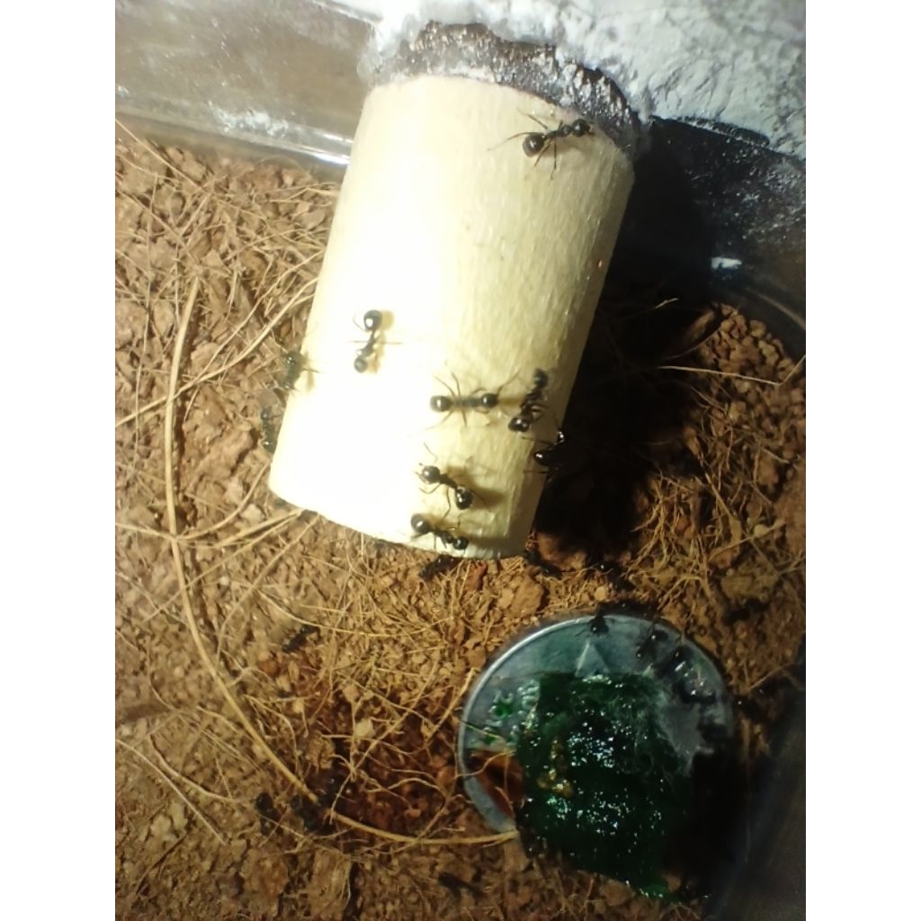 Dolichoderus Thoracicus a. k. a Black Cocoa Ant Colony | Koloni Semut Kokoa Hitam