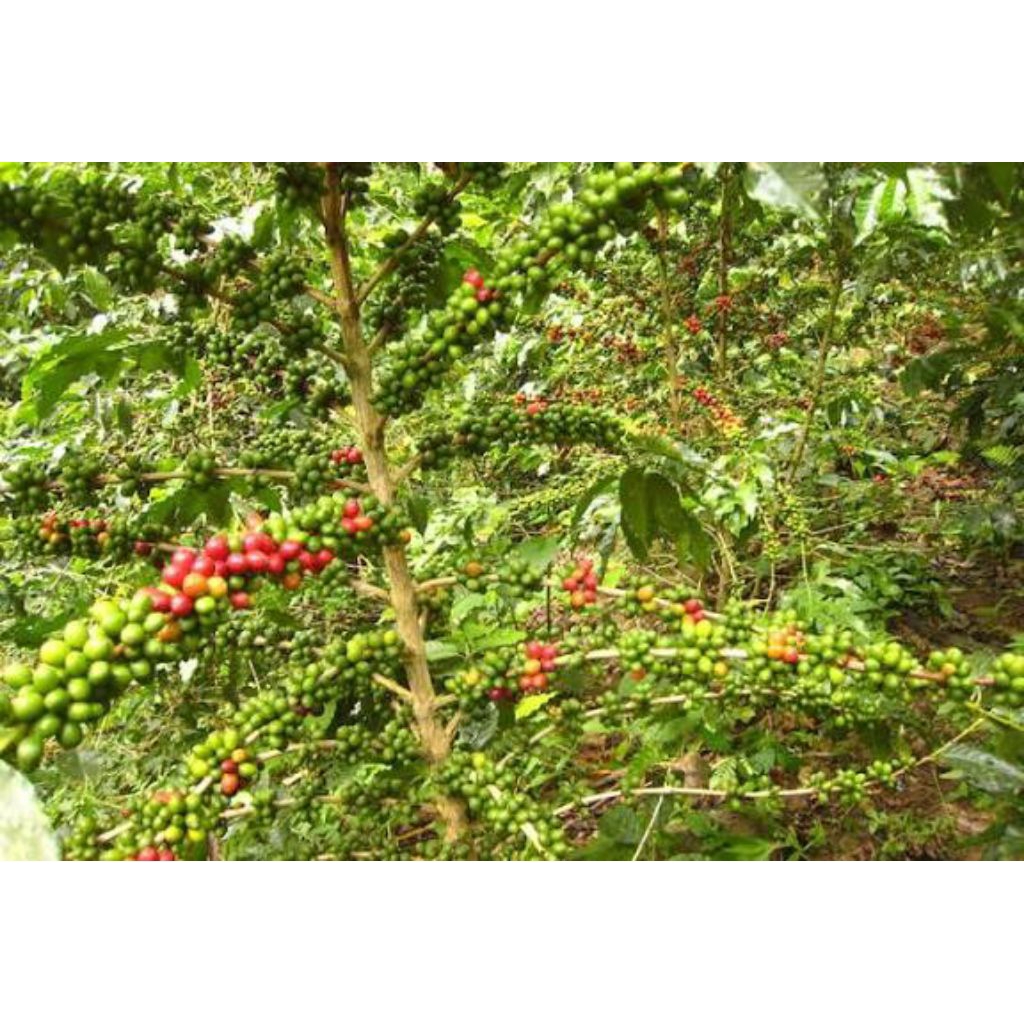 Biji Benih Kopi Arabika Ateng Super Siap Semai 100 Biji