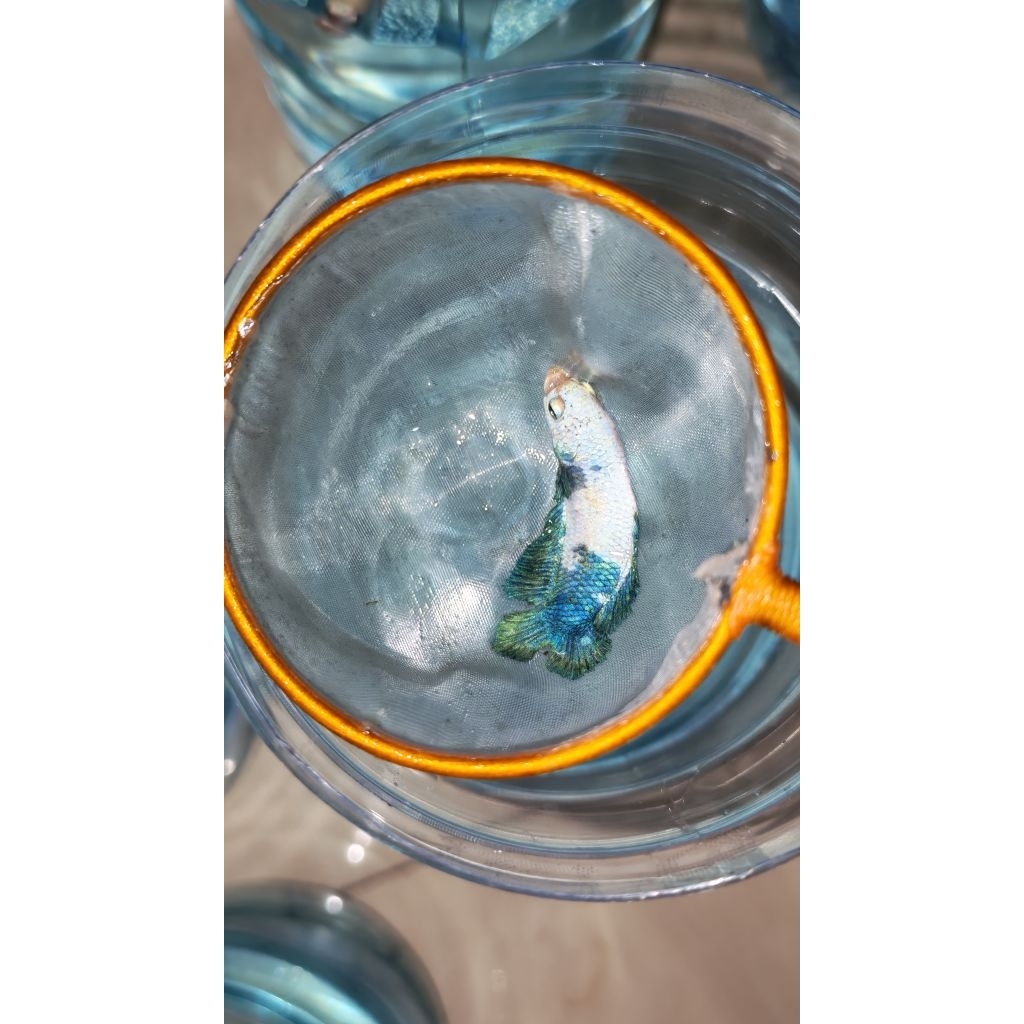 Hiasan Aquarium Lucu Female Cupang Plakat Double Tail Bluerim/Panda