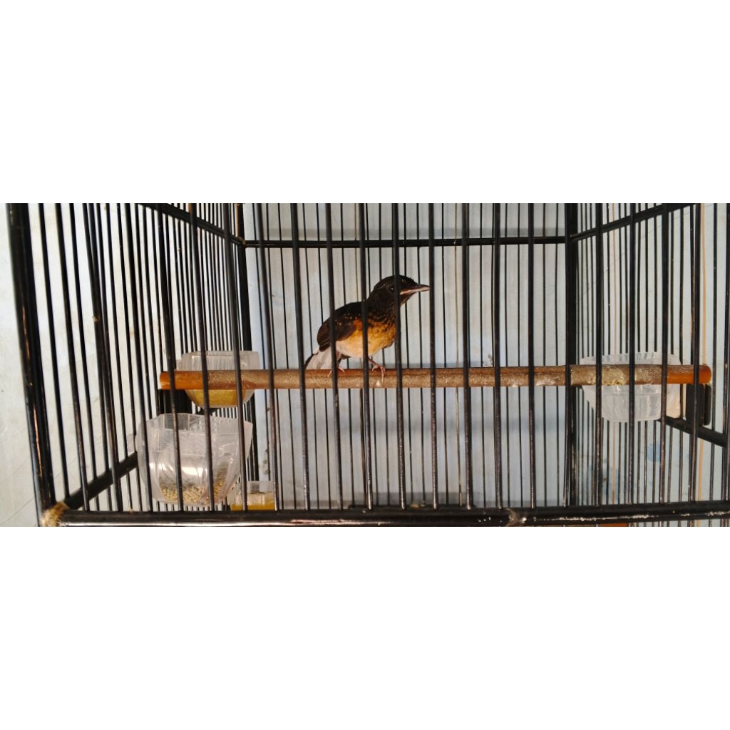 Murai batu non gembung Trotol Jamin jantan