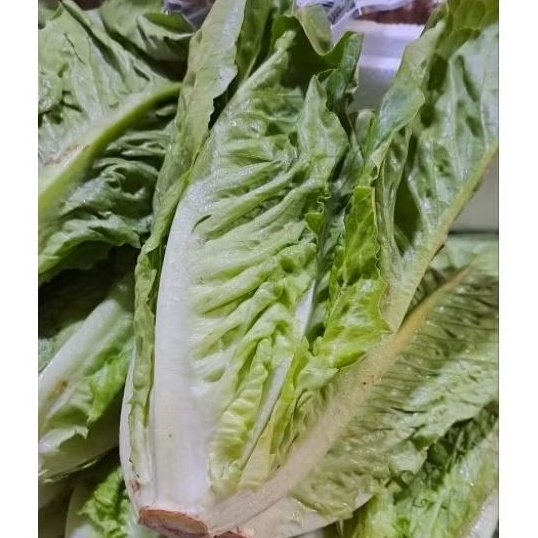 Selada romaine/ romaine lettuce 500gram