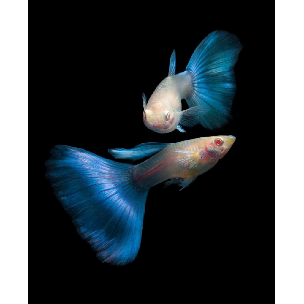 (Hiasan Aquarium) Guppy Sky blue Ribbon &Normal
