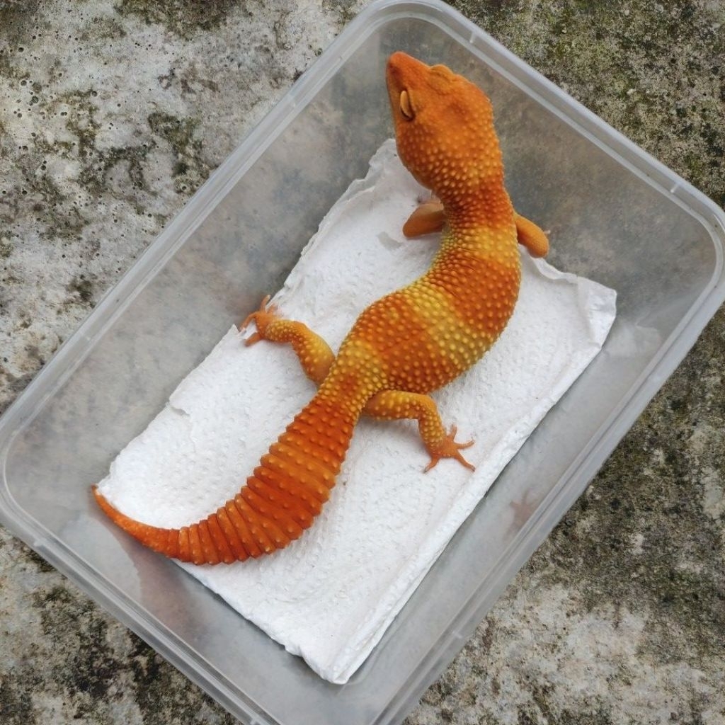 MAINAN ANAK GECKO DEWASA_SHTCTB FEMALE