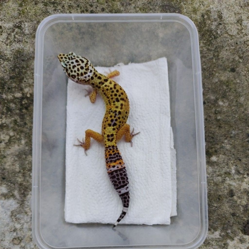 MAINAN ANAK GECKO JUVE_BLACK NIGHT MALE