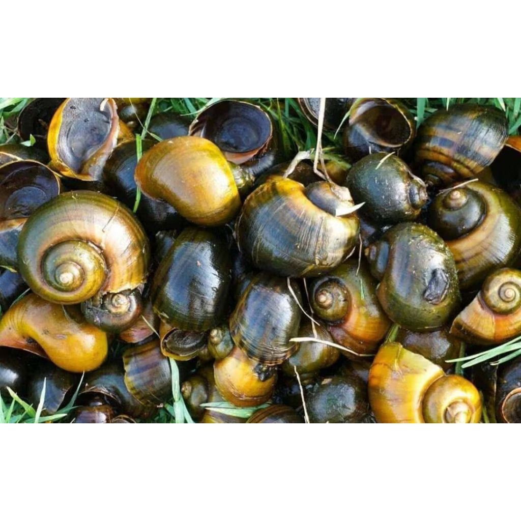 KEONG EMAS SAWAH 1KG