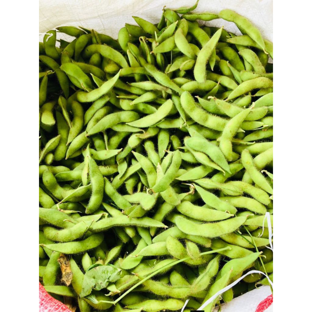 Edamame premium segar 1kg kedelai hijau fresh free ongkir