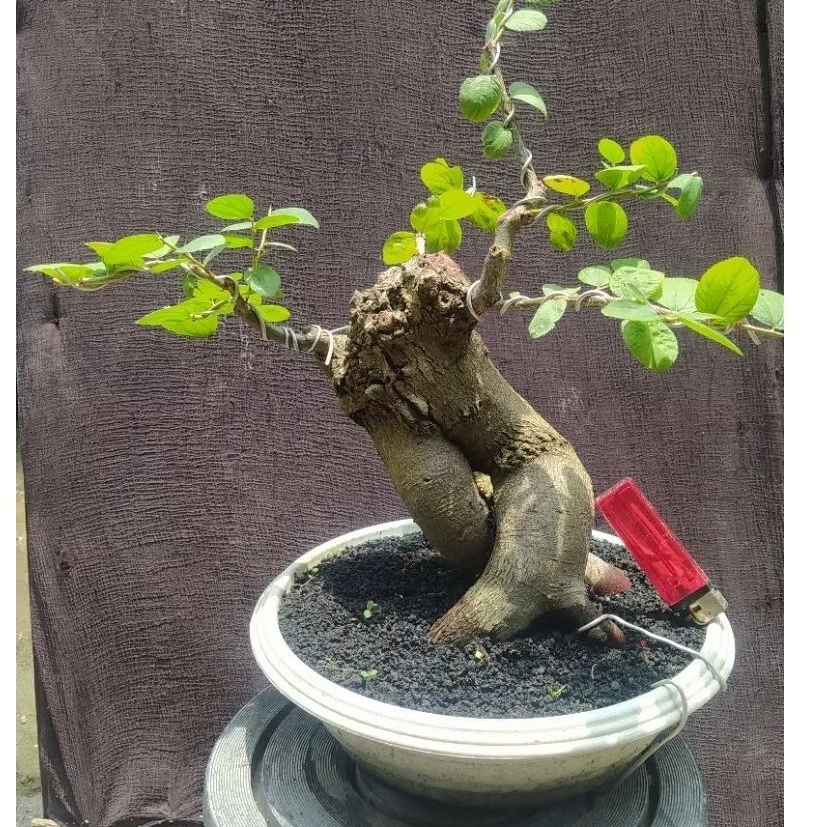 bonsai bidara arab realpic + pot