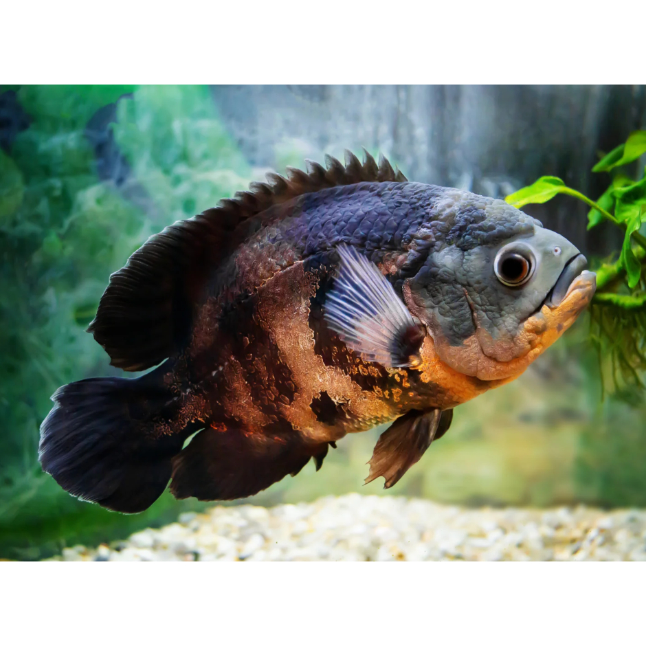 Ikan Oscar Paris Albino, Tembaga, Tiger dan Oscar Nemo