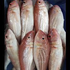 Ikan Merah Segar (Ikan Segar)