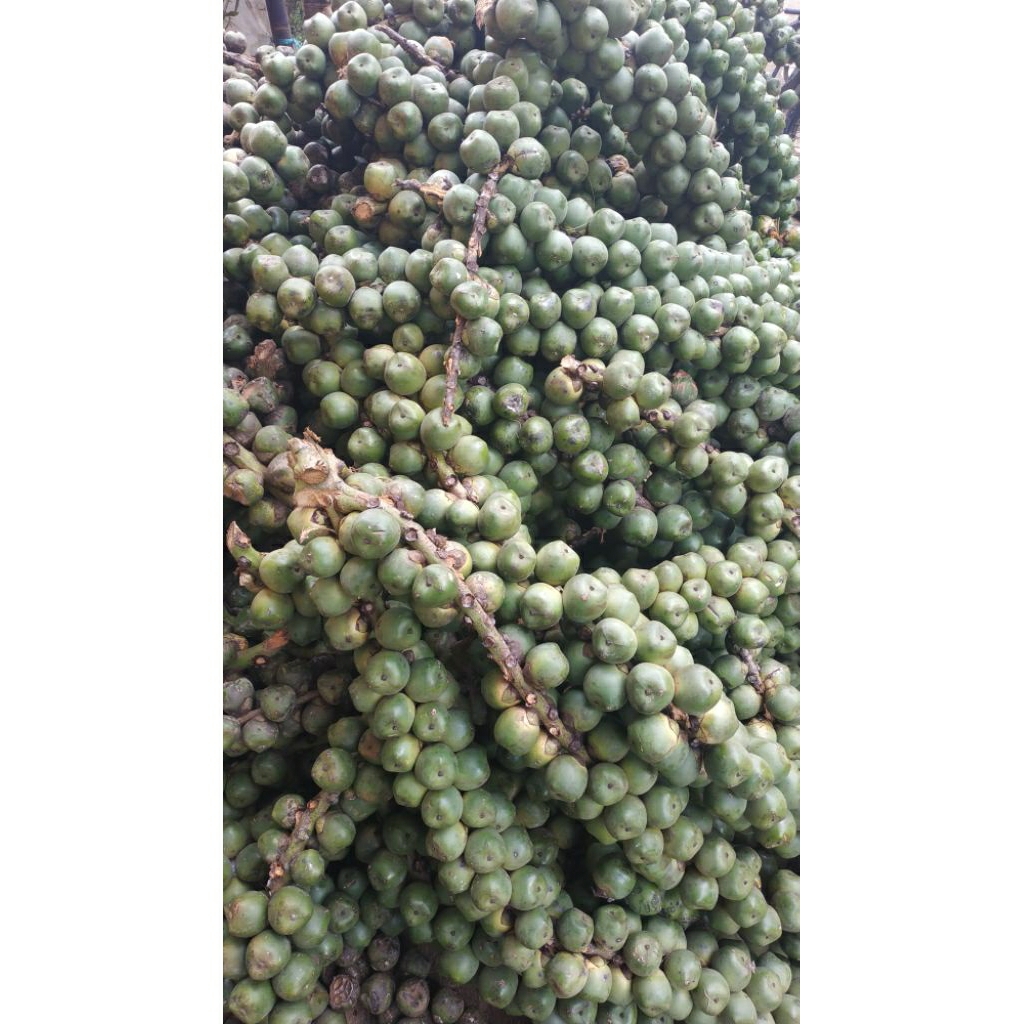 kolang-kaling segar mentah