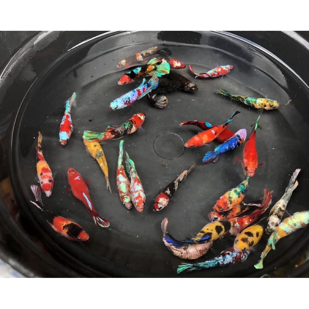 betina ikan cupang multycollor siap ternak, sudah full telur, warna bagus dan cerah