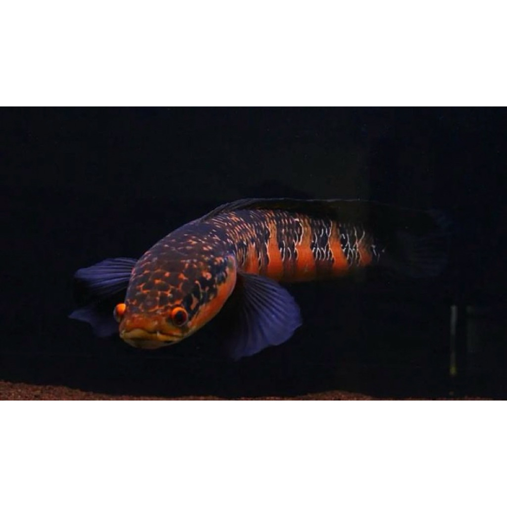 channa red barito kualitas terbaik baby an istimewa