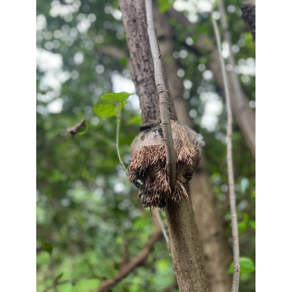 bahan cangkok an waru India freshh