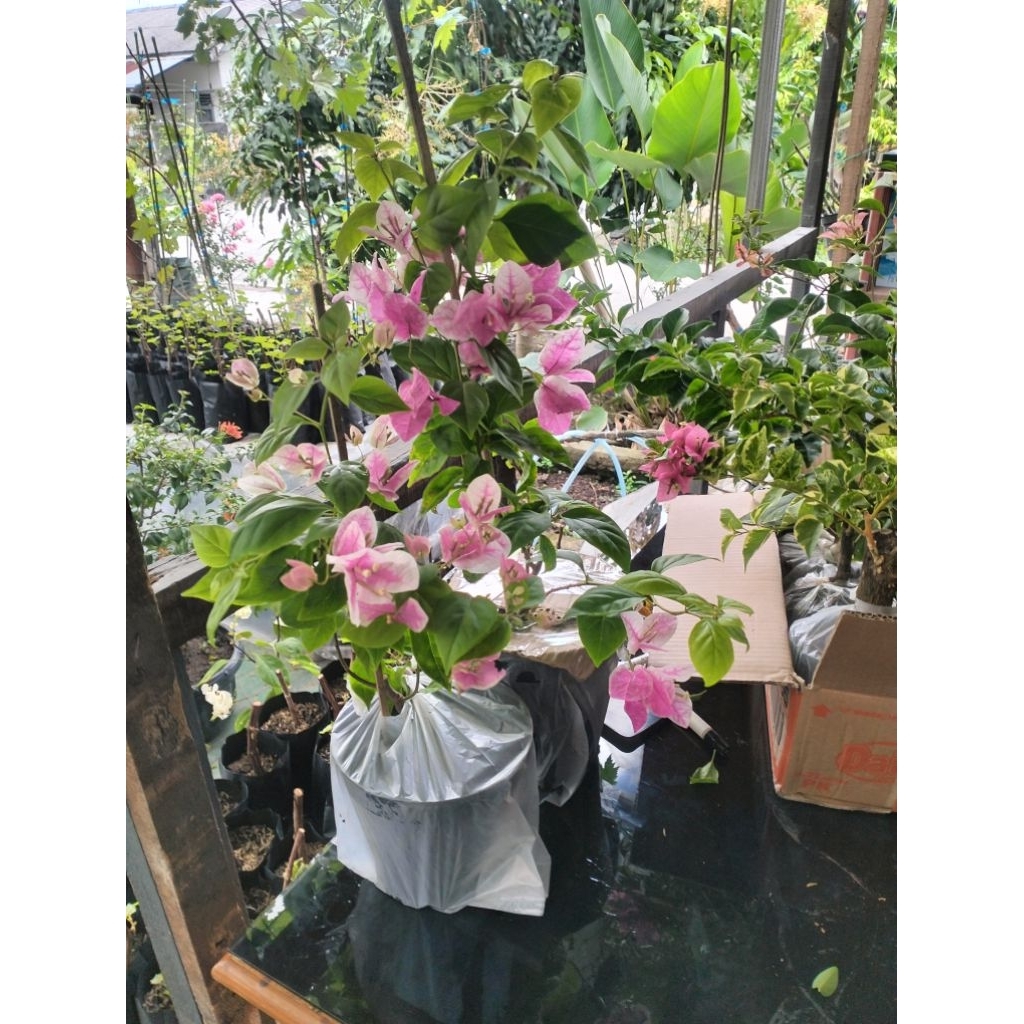 Bougenville sakura ice cream