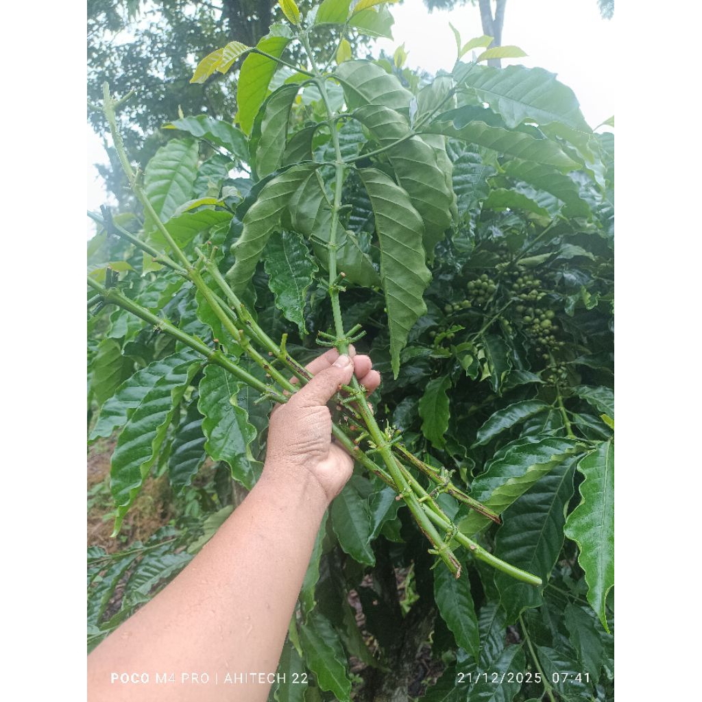 entres kopi klon Bagio 100 tunas raja