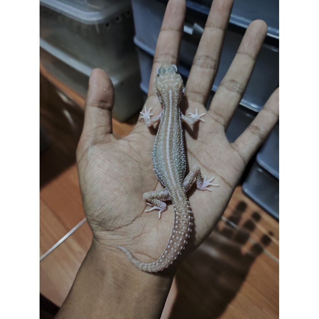 Mainan Gecko Super Snow Black Night Tremper