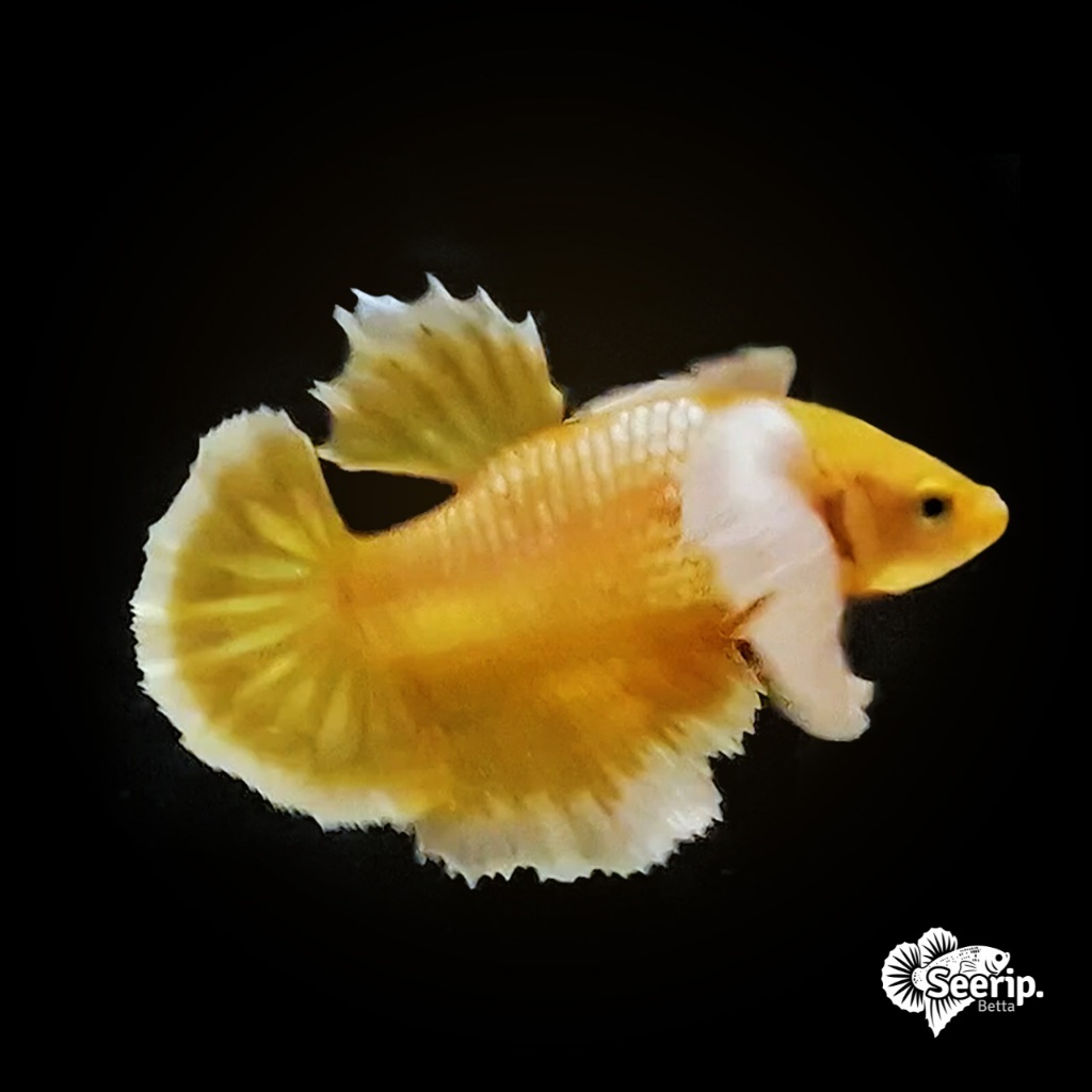 Plakat Dumbo Ear Gold | Seerip Betta