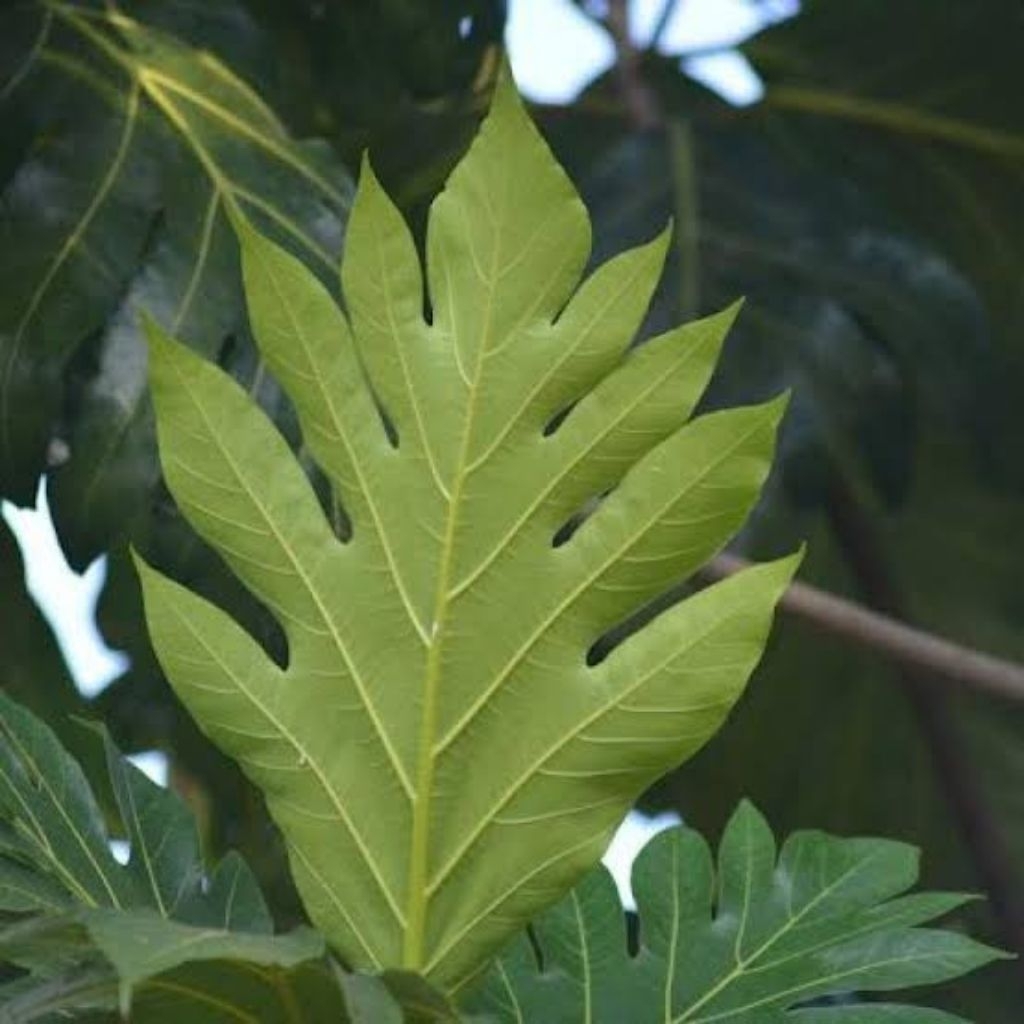 Daun sukun tua hijau pilihan 1 lembar