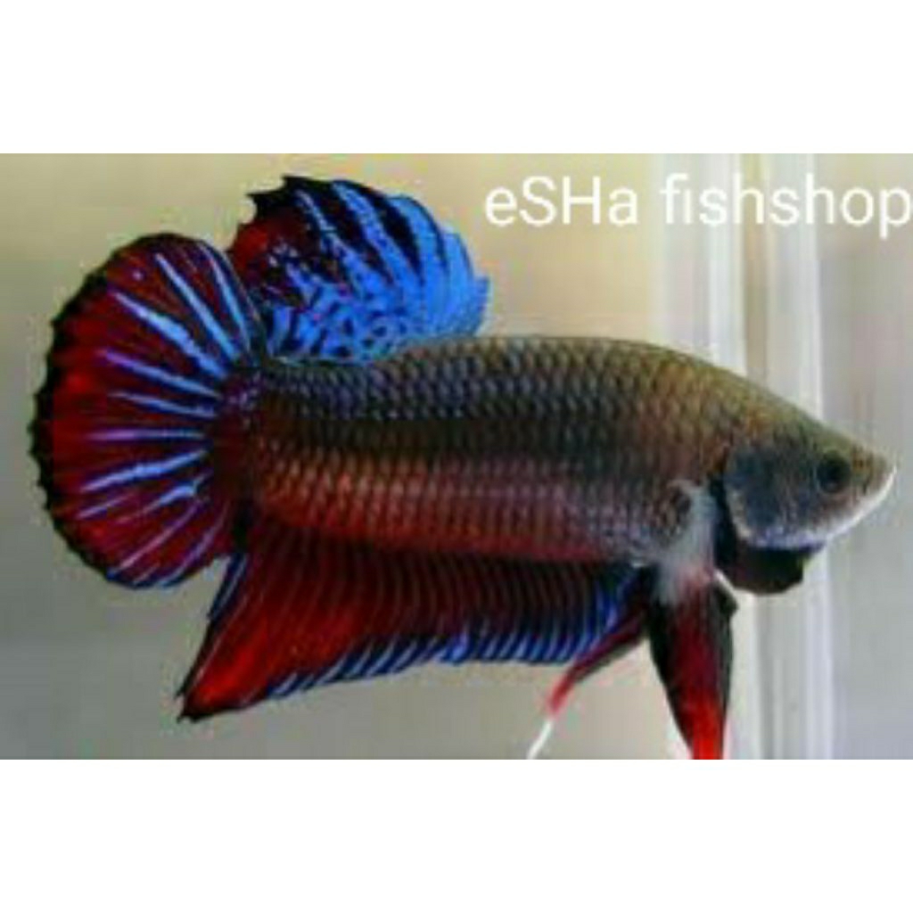 Ikan Cupang Bagan Aduan Super M++ - Petarung Agresif, Mental Tangguh, Siap Adu