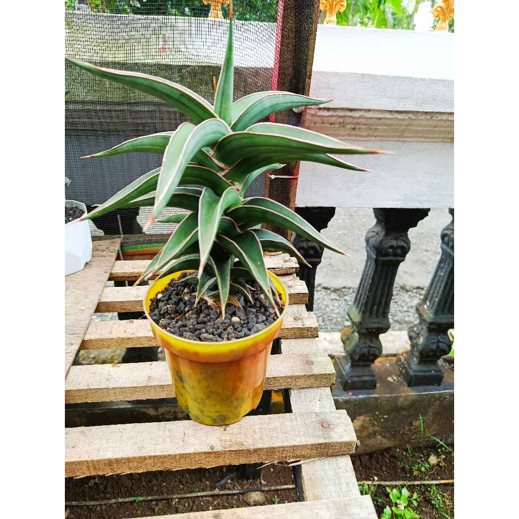 sansevieria lavranoz JUMBO FREE POT