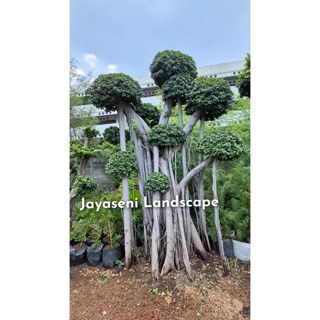 POHON BONSAI MIKRO BESAR / TANAMAN BONSAI MICRO